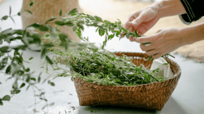 Image of a person handling household herbs, showcasing culinary or medicinal herb use in a home setting.