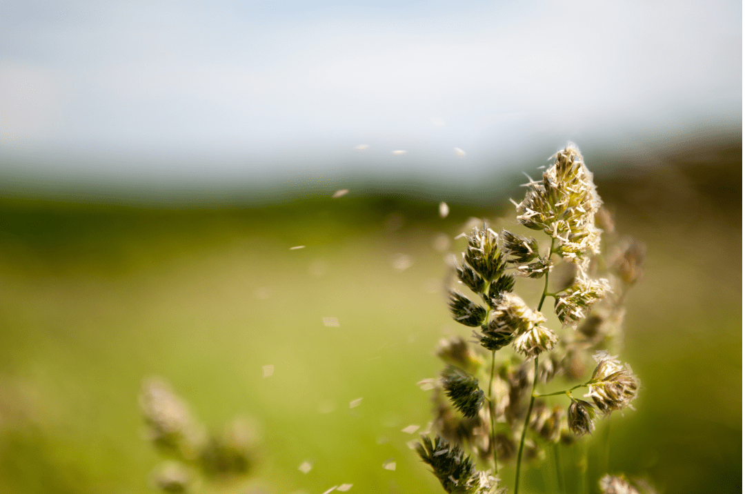 Image of an allergenic plant, highlighting its potential to trigger allergies and the importance of identification and avoidance for sensitive individuals.