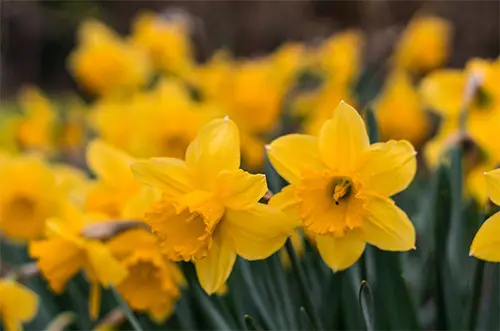 Close-up image of a vibrant yellow daffodil flower in full bloom.