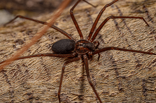 Close-up photo of a brown recluse spider, displaying its identifying characteristics and markings.