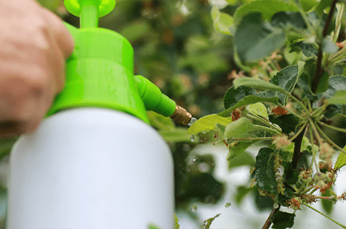 Photo of a hand spraying pesticide on a plant to protect it from pests. What are pesticides and how to prevent poisoning?