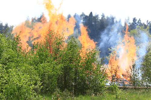 Photo of a wildfire in the forest, illustrating the impact of wildfires, including wildfire smoke and flames, highlighting the importance of wildfire safety and evacuation preparedness.