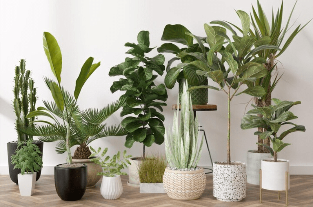 photo of a collection of houseplants with various leaf shapes and pots. Illustrating the need for awareness of plant poisoning, a leading reason for call to Poison Control.