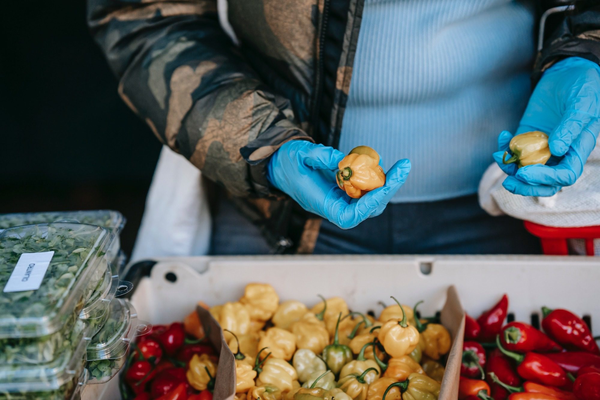 photo of gloved hands sorting peppers, as an example of food safety tips